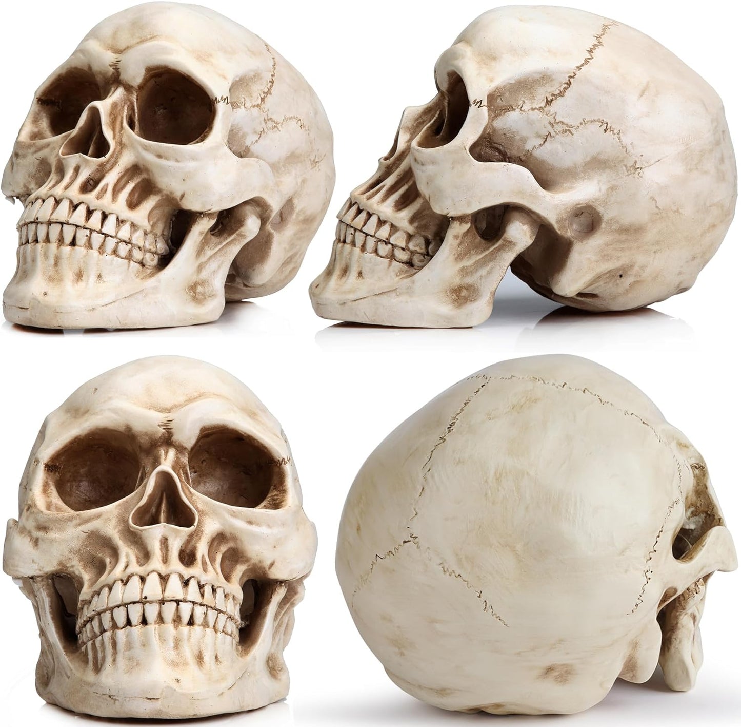 Resin Halloween Skull Statue, Human Head Model for Home Decoration, (White)