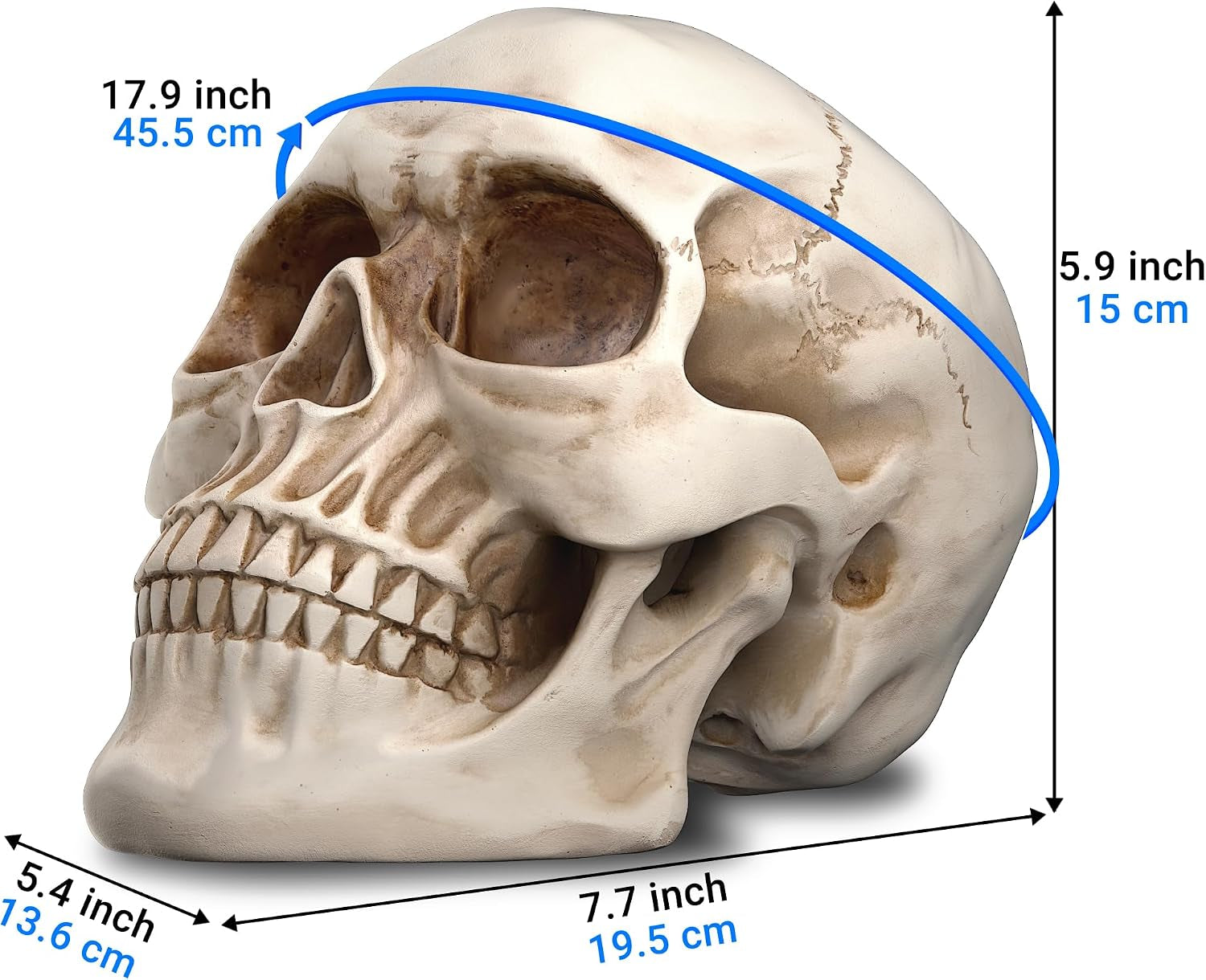 Resin Halloween Skull Statue, Human Head Model for Home Decoration, (White)