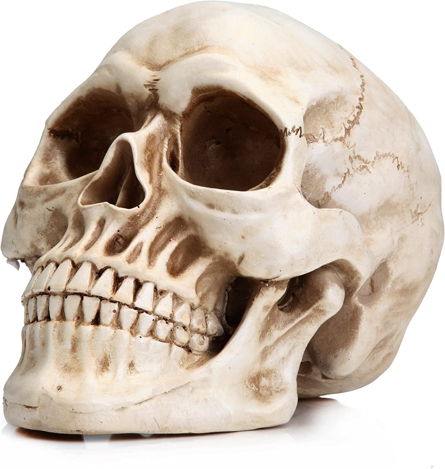 Resin Halloween Skull Statue, Human Head Model for Home Decoration, (White)